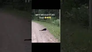 Why Did The Monkey Do That?!?!