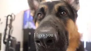 Cutest German Shepherds are guaranteed to make you smile