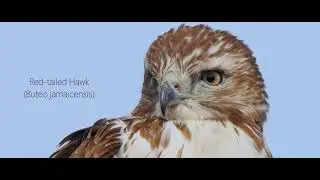 Red Tailed Hawk - Topaz Video AI