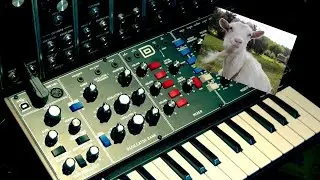 Behringer Model D, Best Budget Mono Analog? The GOAT?