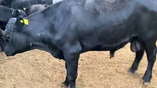 Абердина АНГУС БУҚАЛАР ЕТИБ КЕЛДИ 903057667 901550444 917409091