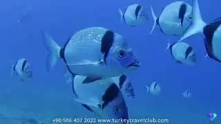 Scuba Diving Tour Antalya