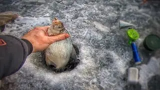 ЛЕЩ И ОГРОМНАЯ СОРОГА !!! РЫБАЛКА В ЗАЛИВЕ ОГУР