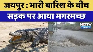 Jaipur News : भारी बारिश के बीच सड़क पर आया मगरमच्छ | Breaking | Latest News | Heavy Rain