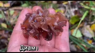 ДРОЖАЛКА ЛИСТОВАТАЯ.Tremella foliacea.