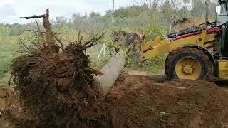 CAT 434E AĞAÇ YIKIMI