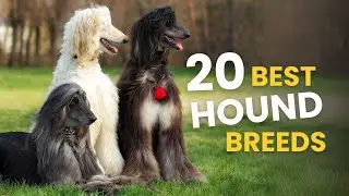 20 Best HOUND Breeds: Meet the Hunters!