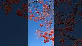 Только на севере яркая осень, краски рябин, пестрота #узнайроссию #music