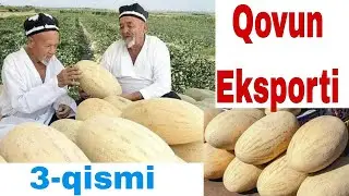 Қовун ЭКСПОРТ жараёнлари 3-қисми