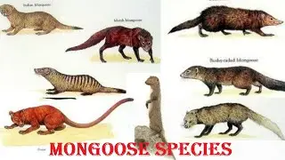 Mongoose Species - All Mongoose Species Of The World