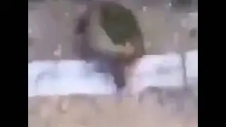 ШОК ЧЕРЕПАХА УПАЛА С 5 ЭТАЖА