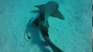 Nurse shark swimming by