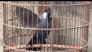 Khướu bạc má múa cánh cao