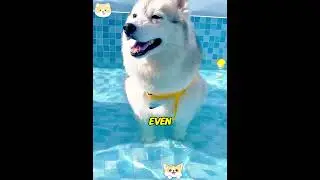 Testing Dogs Swimming Skills! Husky Swam Like A Pro... Corgi Panicked With Tiny Legs! 😂🏊