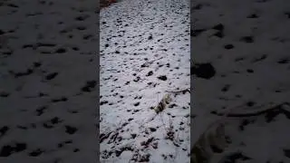 Первый снег в октябре. 