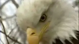 kurtlar vadisi polat dublaj