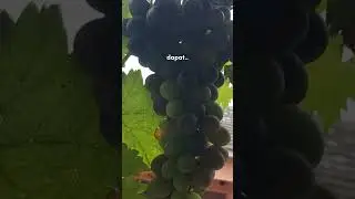 🔴WOWW‼️ ANGGUR HITAM🍇🍇🍇 #fruits #satisfiying #short #shorts