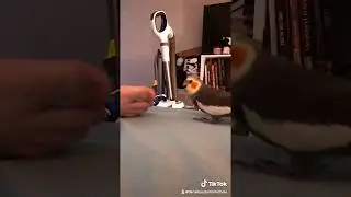 Bird screaming at feet, his PET peeve!