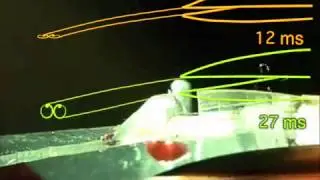 Hummingbird tongues are elastic micropumps (Video 2)