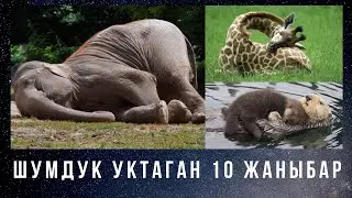 ПИЛ, ЖИРАФ, МОРЖ кантип УКТАЙТ?  Эмне үчүн суунун үстүндө?