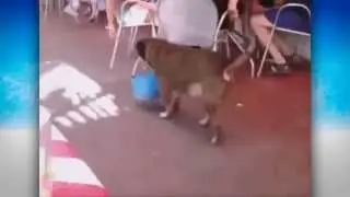 Собака собирает деньги себе на чай