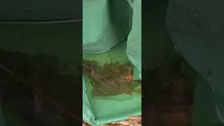 Mosquito larvae found in a tree watering bag.