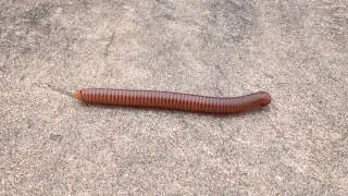 Millipede