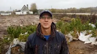 Привез маленькие сосны. Готовимся к посадке! I brought small pine trees. Getting ready to land!