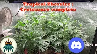 Tropical Zherriez  : croissance complète