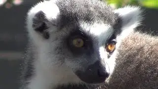 Melbourne ZOO, Ring Tailed Lemur from Madagascar (HD)