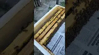 Ремонтный нуклеус