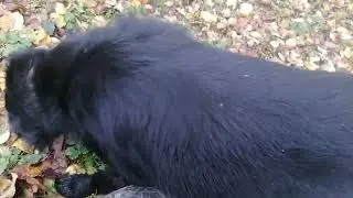 Как мы с Крейсом яблоки лопали.