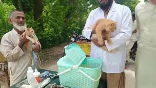 Free Camp for animals