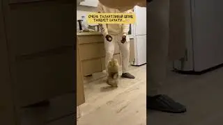 Какой папа - такой и шпиц🐶