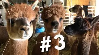 #3 ~ Top 10 Reasons Why I Chose Alpacas