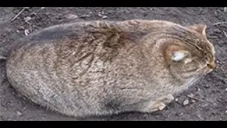 Кот 4k, full HD ГИМН 8D