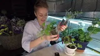 ЛОФОС.УСПЕШНОЕ ЧЕРЕНКОВАНИЕ ЛОФОСА.