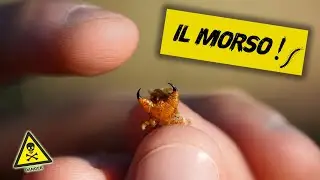 IL MORSO DELLA SCOLOPENDRA!