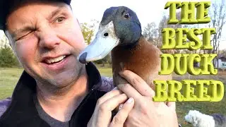 5 Reasons to Raise Khaki Campbell Ducks