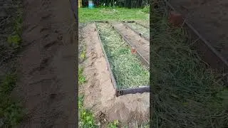 Второй год борьбы с борщевиком Сосновского. Грядки для теплицы 1
