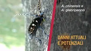 Tarli asiatici tecnico