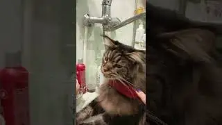 # котохаус Утренние процедуры