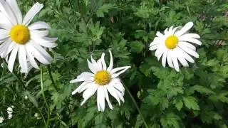 Цветы  flowers