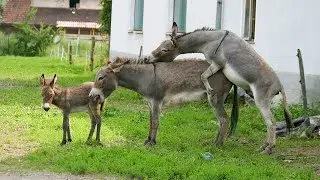 Donkey Mating First Time | 2 Donkey Mating Video 2023