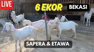 LIVE PENGIRIMAN 6 EKOR KAMBING SAPERA DAN ETAWA SENDURO KE BEKASI
