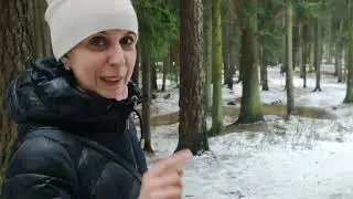 Гуляю по лесу с шагамером🤷Зачем?🤦