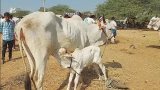 పెబ్బేరు సంతలో తల్లి ఆవు దగ్గర పాలు తాగుతున్న అందమైన కోడెదూడ | Male calf drink to mother cow milk