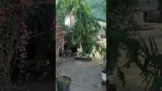 сегодня сделаем профилактику от грибковых заболеваний:) 