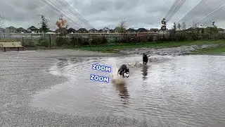 HUSKY Plays With New Friends in a HUGE Puddle!