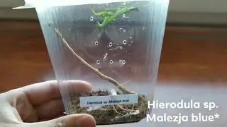 Modliszka Hierodula sp. Malezja blue + nowe terarium!